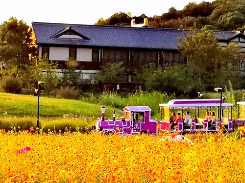 Sightseeing train in scenic spots
